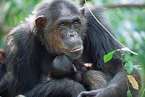 Chimpanzee 'Fifi' with newborn baby (2-days-old) Gombe NP, Tanzania 2003