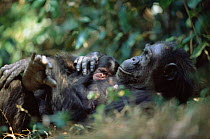 Chimpanzee 'Fifi' with newborn baby (2-days-old) Gombe NP, Tanzania 2003