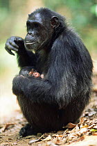 Chimpanzee 'Fifi' with newborn baby (3-days-old) Gombe NP, Tanzania 2003