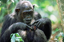 Chimpanzee 'Fifi' grooms newborn baby (3-days-old) Gombe NP, Tanzania 2003