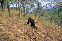 Chimpanzee knuckle walking, Gombe NP, Tanzania 2003 {Pan troglodytes schweinfurtheii}