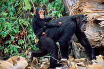 Young Chimpanzee jockey riding on mother, Gombe NP, Tanzania 2003 'Tanga' + 'Tom'