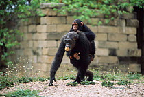 Chimpanzee carrying young + wodging food, Gombe NP, Tanzania 2003 'Fifi' + 'Furaha' + 'Flirt'