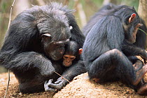 Chimpanzee watches mother fishing for termites, Gombe NP, Tanzania 2003 'Fifi' + 'Furaha'