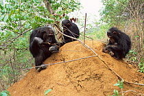Young Chimpanzees + mother fishing for termites, Gombe NP, Tanzania 2003 'Gremlin'