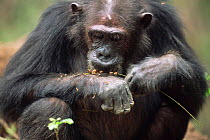 Chimpanzee eating termites off twig, Gombe NP, Tanzania 2003 'Gremlin'