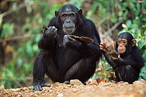 Chimpanzee with young feeding on bark, Gombe NP, Tanzania 2003 'Tanga' + 'Tom'