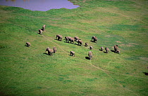 Aerial view of African elephants walking towards water, Serengeti NP. Tanzania 2002