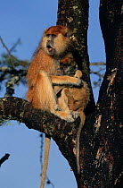 Patas monkey with young in tree {Erythrocebus patas} Kenya 2002