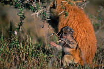 Young Patas monkey feeds on galls of Whistling acacia tree, Kenya 2002 {Erythrocebus patas}