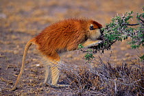 Patas monkey feeds on seeds of Whistling acacia tree, Kenya 2002 {Erythrocebus patas}