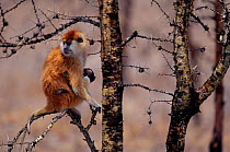 Patas monkey with young in Acacia tree {Erythrocebus patas} Kenya 2002