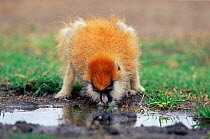 Patas monkey drinking from puddle {Erythrocebus patas} Kenya 2002