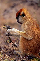 Patas monkey feeds on galls of Whistling acacia tree, Kenya 2002 {Erythrocebus patas}