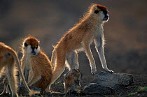 Patas monkey family, Kenya 2002 {Erythrocebus patas}