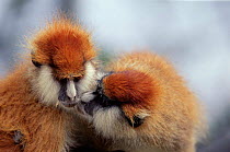 Two Patas monkeys interacting, Kenya 2002 {Erythrocebus patas}