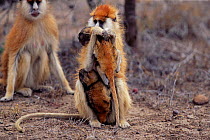 Patas monkey with two babies {Erythrocebus patas} Kenya 2002