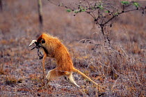 Patas monkey stealing baby and running {Erythrocebus patas} Kenya 2002