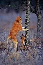 Patas monkey with young climbing tree {Erythrocebus patas} Kenya 2002