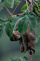 Brown throated three toed sloth mother and young {Bradypus variegatus} Panama, Soberania