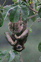 Brown throated three toed sloth mother + young {Bradypus variegatus} Panama, Soberania