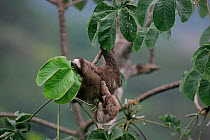 Brown throated three toed sloth + young {Bradypus variegatus} Panama, Soberania