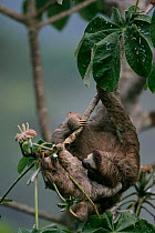 Brown throated three toed sloth + young {Bradypus variegatus} Panama, Soberania