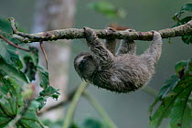 Brown throated three toed sloth {Bradypus variegatus} Panama, Soberania NP, in