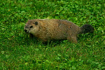 Woodchuck {Marmota monax} feeding on lawn, Pennsylvania, USA.