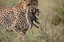 Binti, female Cheetah {Acinonyx jubatus} carrying 10 day old cub. Masai Mara, Kenya.