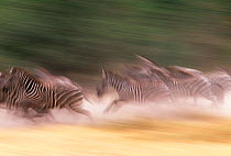 Common zebra running soft focus abstract {Equus quagga} Tarangire NP, Tanzania, East Africa
