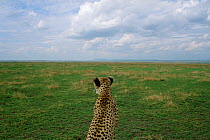 Female Cheetah scans horizon for prey {Acinonyx jubatus} Masai Mara, Kenya