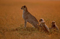 Cheetah with three young cubs {Acinonyx jubatus} Masai Mara, Kenya