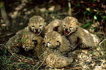 Two-week-old Cheetah cubs in lair in long grass await mother's return {Acinonyx