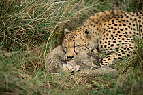 Cheetah rests with newborn cubs in lair in long grass {Acinonyx jubatus} Masai Mara,