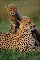 Female Cheetah + cub {Acinonyx jubatus} Masai Mara, Kenya