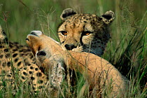 Female Cheetah bites throat of gazelle prey, Masai Mara, Kenya {Acinonyx jubatus}