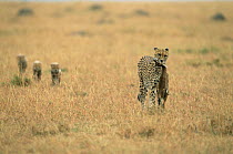 Cheetah mother with gazelle prey followed by three cubs, Masai Mara, Kenya {Acinonyx