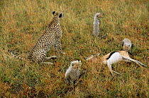 Cheetah mother and three cubs with gazelle prey, Masai Mara, Kenya {Acinonyx jubatus}