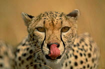 Female Cheetah licking nose, portrait {Acinonyx jubatus} Masai Mara, Kenya