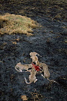 Cheetah + cubs feed on prey {Acinonyx jubatus} Masai Mara, Kenya