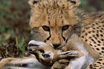 Cheetah cub bites throat of gazelle prey, Masai Mara, Kenya {Acinonyx jubatus}