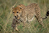 Cheetah mother carrying ten-day-old cub {Acinonyx jubatus} Masai Mara, Kenya