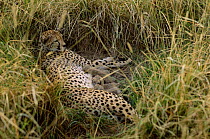 Cheetah mother suckling cubs in lair in long grass {Acinonyx jubatus} Masai Mara