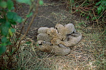 Two-week-old Cheetah cubs resting in lair {Acinonyx jubatus} Masai Mara, Kenya