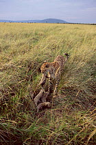 Cheetah mother brings two- week-old cubs to lair in long grass {Acinonyx jubatus} Masai Mara