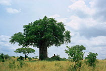Tarangire National Park, Tanzania - Olive baboon on termite mound in shade of tree.