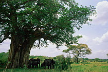 Tarangire National Park, Tanzania, with African elephant herd in shade of tree.