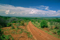 Track through Tarangire National Park, Tanzania