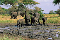 African elephant herd at mud wallow, Tarangire, Tanzania {Loxodonta africana}
